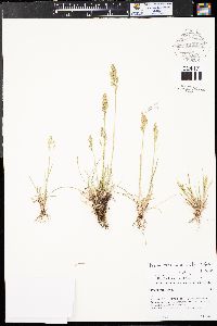 Poa arctica image