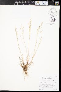 Poa nemoralis image