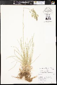 Poa pratensis subsp. pratensis image