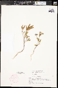 Phacelia crenulata image