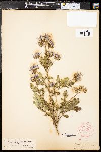 Phacelia glandulosa image