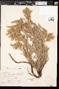 Phacelia heterophylla image