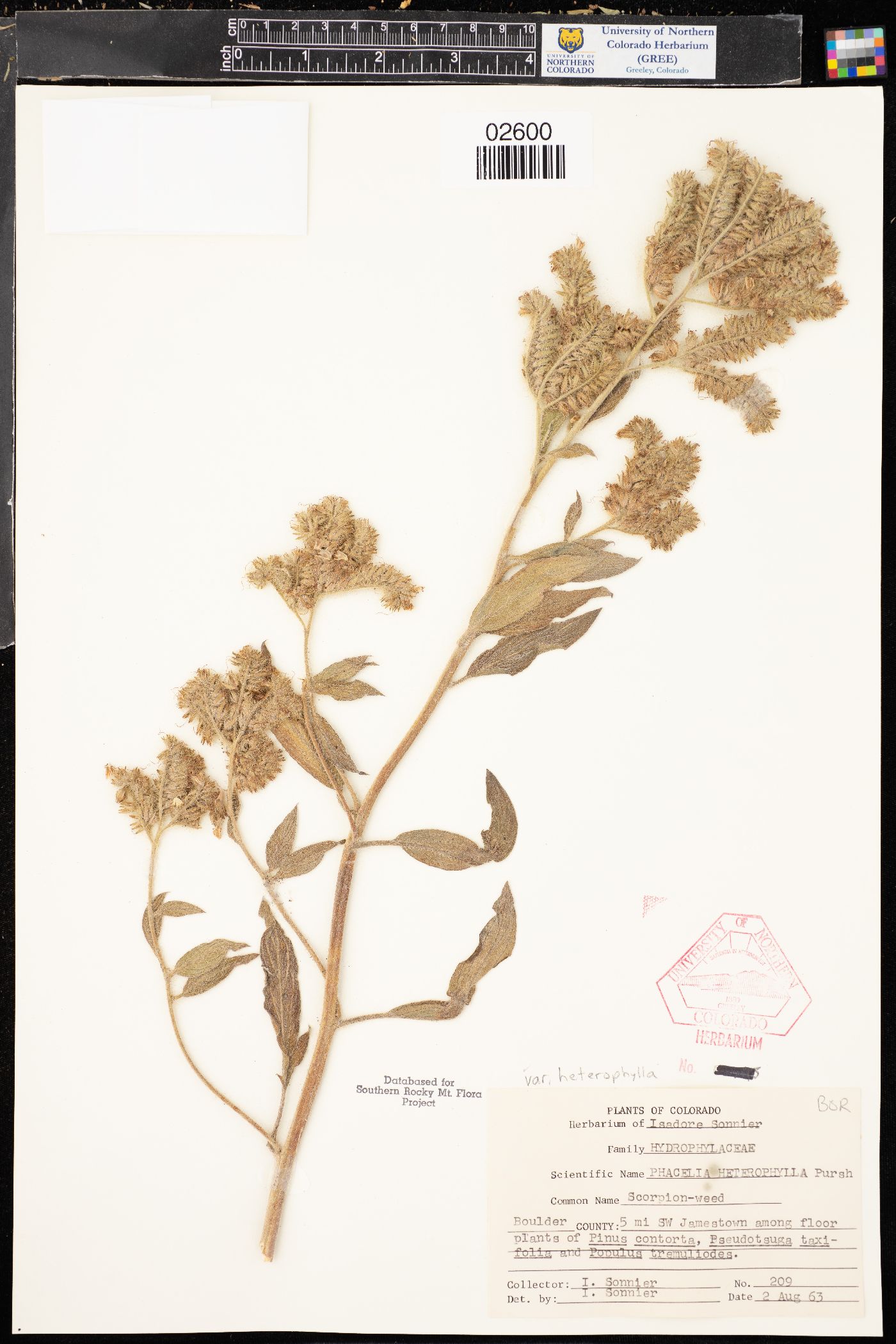 Phacelia heterophylla subsp. heterophylla image