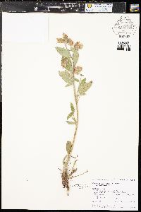 Phacelia heterophylla subsp. heterophylla image