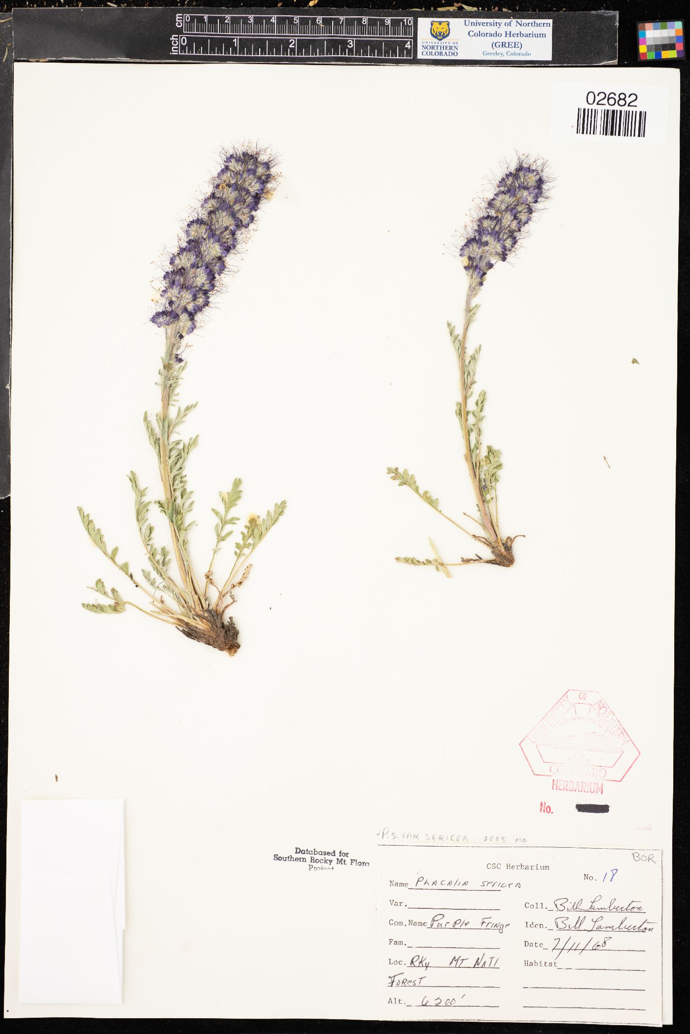 Phacelia sericea subsp. sericea image