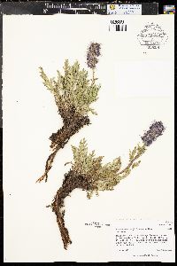 Phacelia sericea image