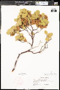 Arctostaphylos patula image