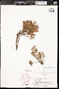 Kalmia microphylla image