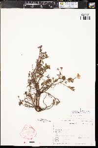 Kalmia microphylla var. microphylla image