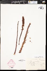 Pterospora andromedea image