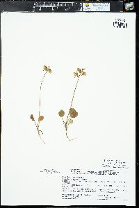 Pyrola chlorantha image