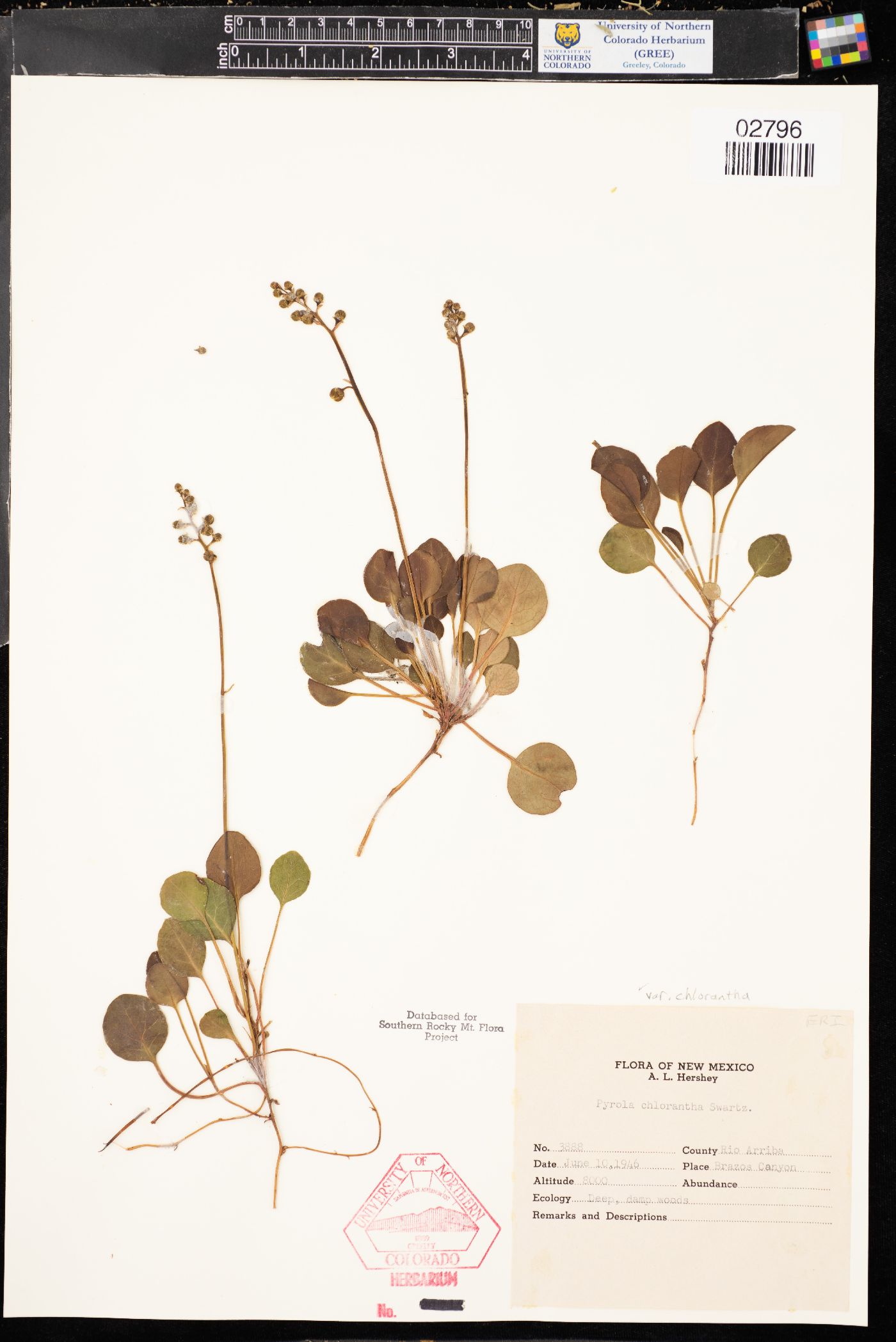 Pyrola chlorantha var. chlorantha image