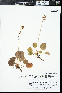 Pyrola minor image