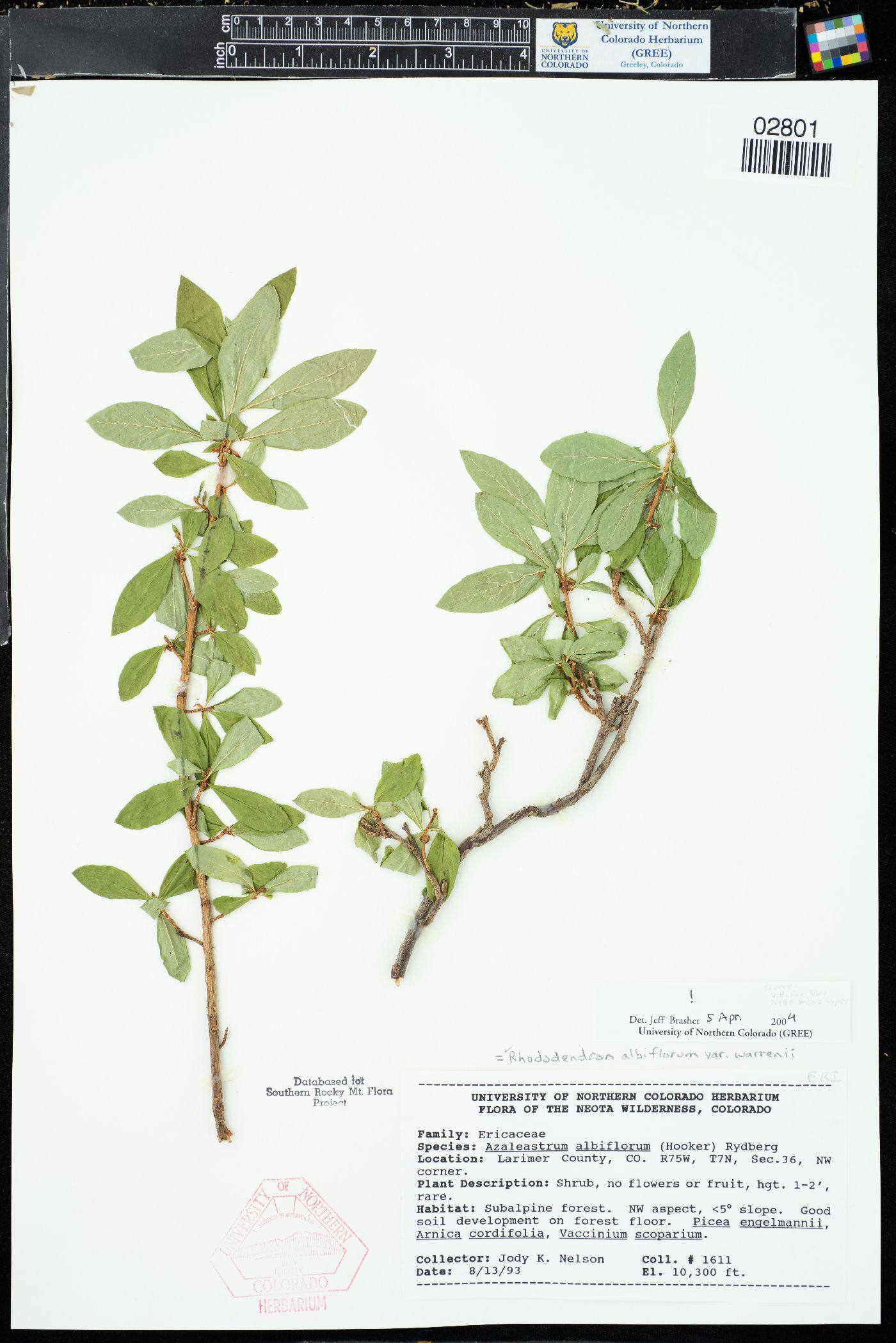 Rhododendron albiflorum var. warrenii image