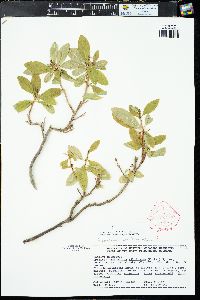 Rhododendron albiflorum var. warrenii image
