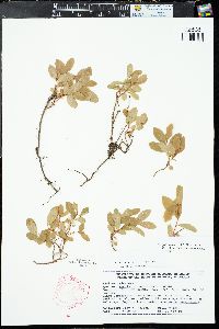 Vaccinium cespitosum image