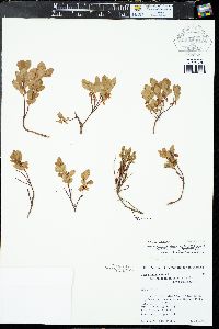 Vaccinium cespitosum image