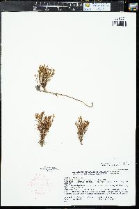 Vaccinium scoparium image