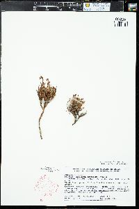 Vaccinium scoparium image