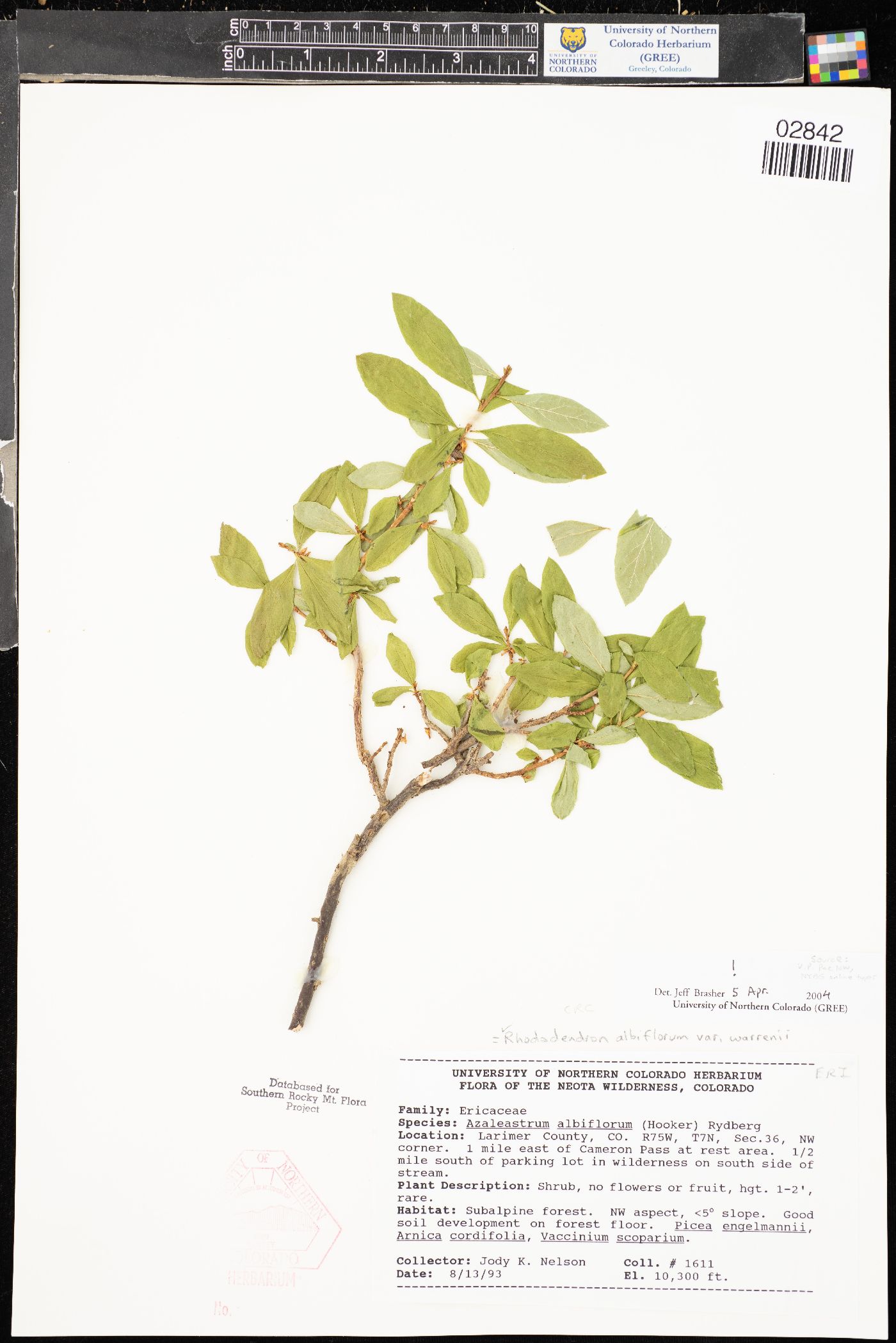 Rhododendron albiflorum var. warrenii image