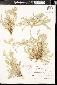 Astragalus parryi image