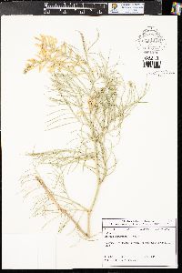 Astragalus pectinatus image