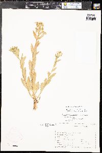 Lepidium campestre image