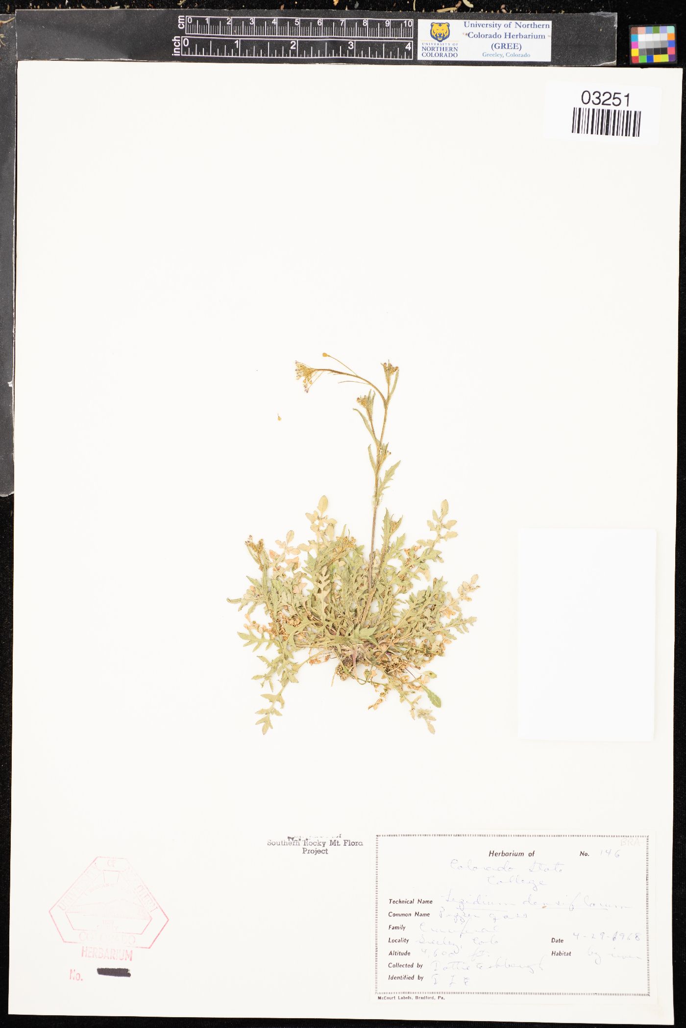 Lepidium densiflorum var. densiflorum image