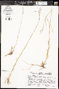 Boechera stricta image