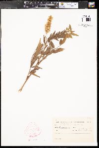 Glycyrrhiza lepidota image