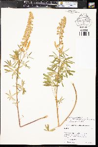 Lupinus caudatus image