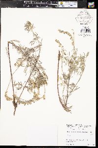 Lupinus argenteus subsp. parviflorus image