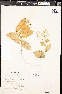 Lepidium draba image