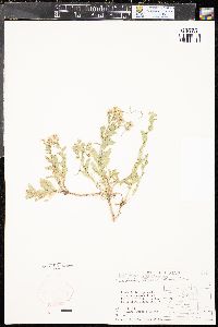 Lepidium appelianum image