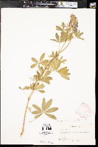 Lupinus argenteus var. argenteus image