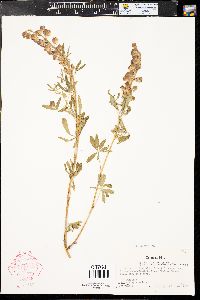 Lupinus argenteus var. argenteus image