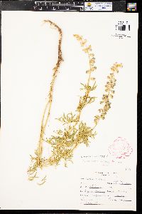 Lupinus caudatus subsp. argophyllus image