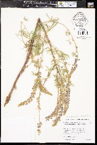 Lupinus argenteus subsp. parviflorus image