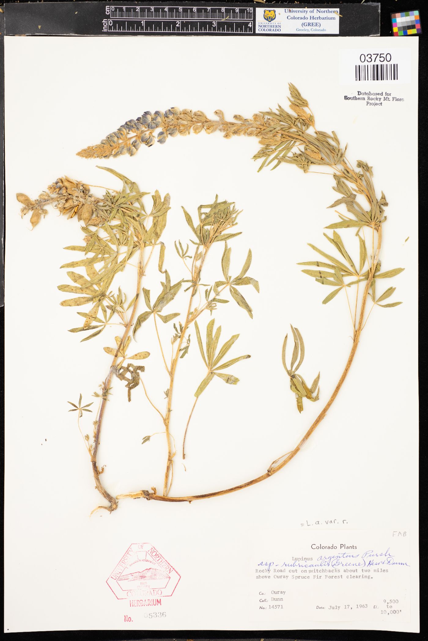Lupinus argenteus subsp. rubricaulis image