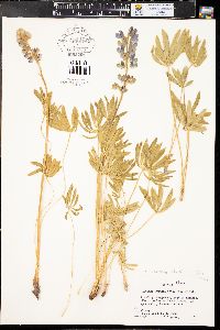 Lupinus sericeus image