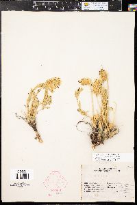 Oxytropis sericea image