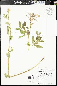 Thermopsis divaricarpa image