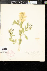 Thermopsis rhombifolia image