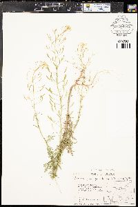 Descurainia pinnata subsp. intermedia image