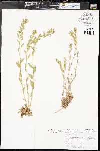 Draba aurea image