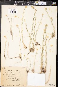 Draba aurea image