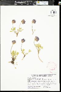 Trifolium parryi subsp. parryi image