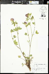 Trifolium pratense var. pratense image