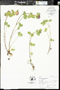 Trifolium pratense var. pratense image