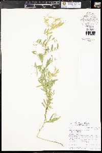 Vicia americana subsp. americana image